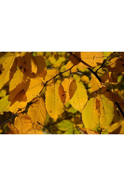 Граб обыкновенный желтые листья осенью